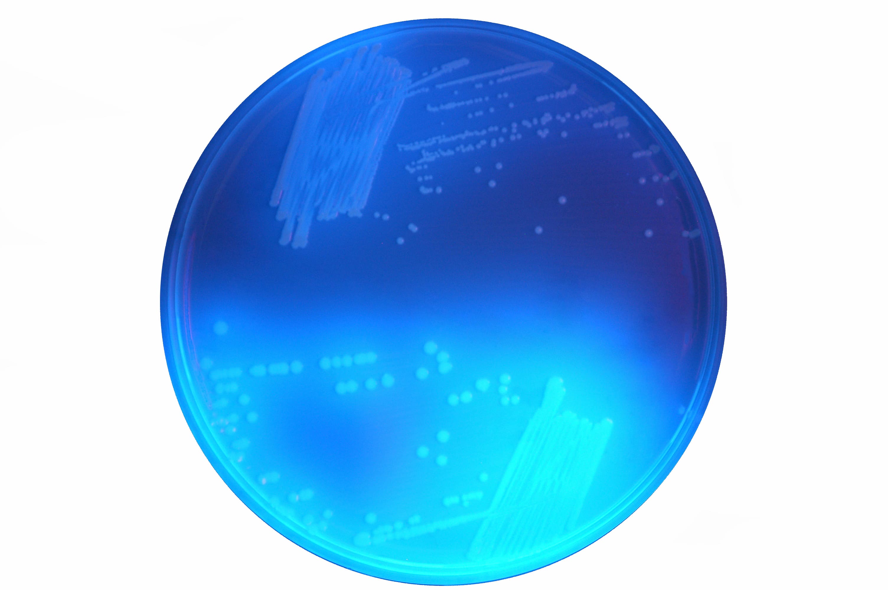 Хромогенне середовище для виявлення Clostridium difficile / CHROM C.difficile, Sanimed-M